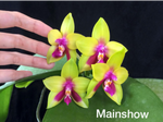 Carica l&#39;immagine nel visualizzatore Galleria, Phalaenopsis KS Happy Eagle &#39;Super&#39;
