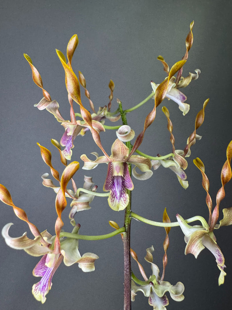 Dendrobium Taiwan Helix (Den. helix × Doctor Uthai)
