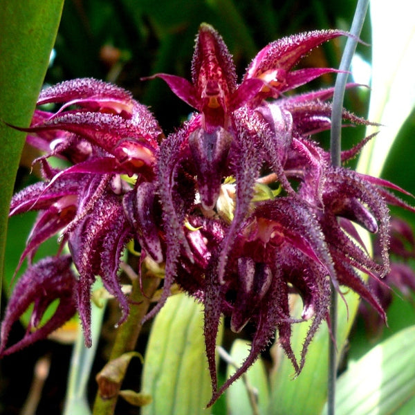 Bulbophyllum lasianthum