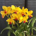 Carica l&#39;immagine nel visualizzatore Galleria, RLC (Morning Call x Chianhao Beauty) &#39;Little Sweetheart&#39;
