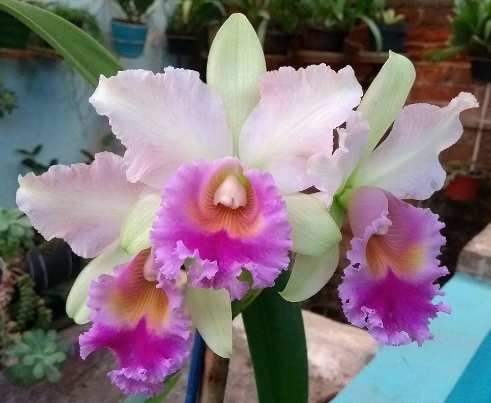 RLC Pink Diamond 'Yenrudee'