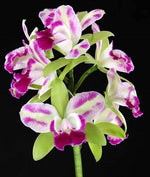 Load image into Gallery viewer, Brassolaeliocattleya Village Chief North &#39;Little Spirit&#39;
