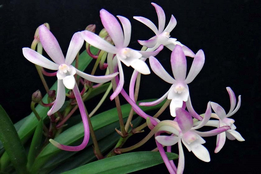 Neofinetia falcata 'Rashakoryu' 나사홍룡 羅紗紅龍