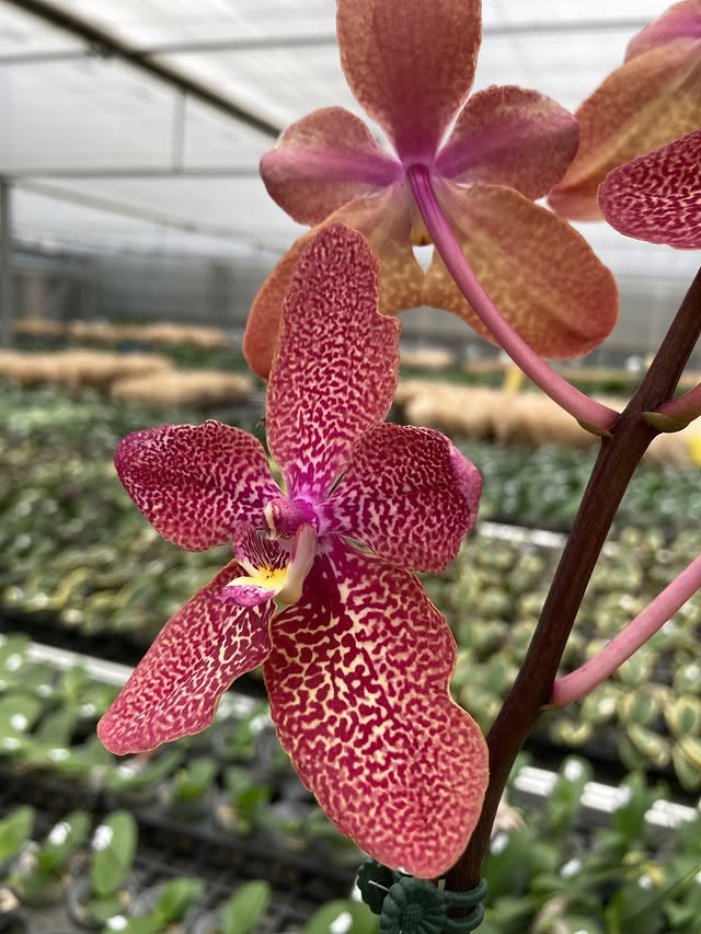 Ren. Kalsom x Phal. (Taisuco Desirous x Taiwan Diamond)