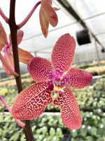 Carica l&#39;immagine nel visualizzatore Galleria, Ren. Kalsom x Phal. (Taisuco Desirous x Taiwan Diamond)
