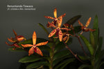 Carica l'immagine nel visualizzatore Galleria, Renantanda Towaco (Vanda cristata x Ren. monachica)