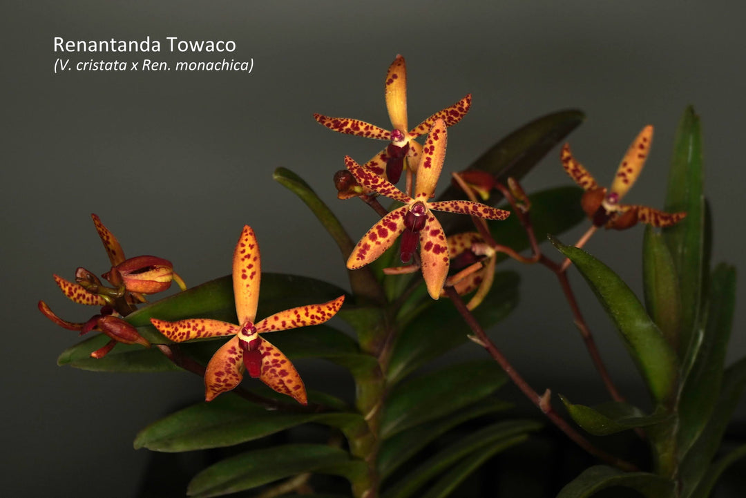 Renantanda Towaco (Vanda cristata x Ren. monachica)