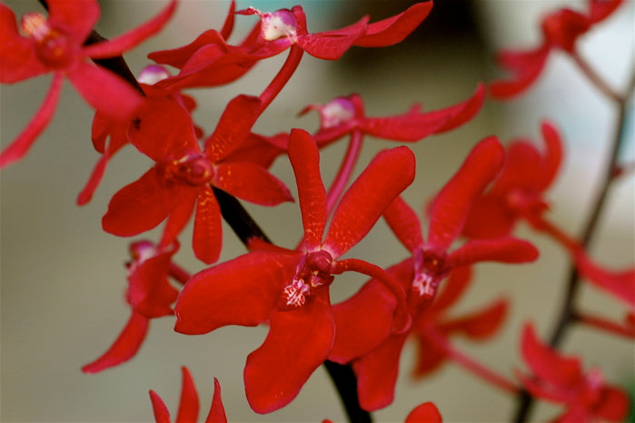 Renanthera Azimah x Bangkok Flame