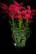 Carica l&#39;immagine nel visualizzatore Galleria, Renanthera King Crimson (philippinensis × monachica)
