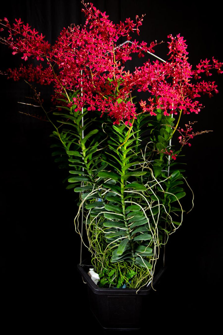 Renanthera King Crimson (philippinensis × monachica)