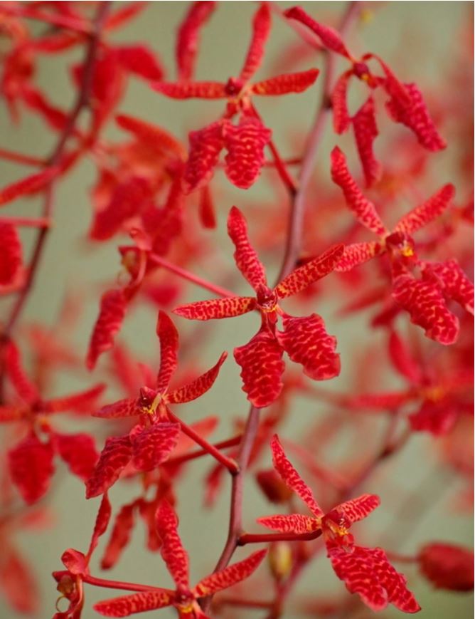 Renanthera King Crimson (philippinensis × monachica)
