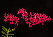 Renanthera Orchimia