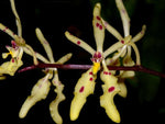 Load image into Gallery viewer, Renanthera citrina
