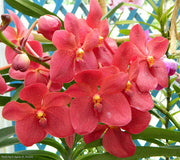 Renanthera storeii x V.Dr Anek