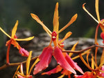 Load image into Gallery viewer, Renanthera vietnamesis
