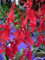 Load image into Gallery viewer, Renanthera kilauea

