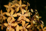 Carica l'immagine nel visualizzatore Galleria, Renanthopsis Mildred Jameson (Renanthera monachica x Phalaenopsis stuartiana)