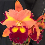 Carica l&#39;immagine nel visualizzatore Galleria, Rhyncattleanthe Chief Queen ’Lightning’ (Rlc. Taiwan Queen × Rth. Chief Sweet Orange)
