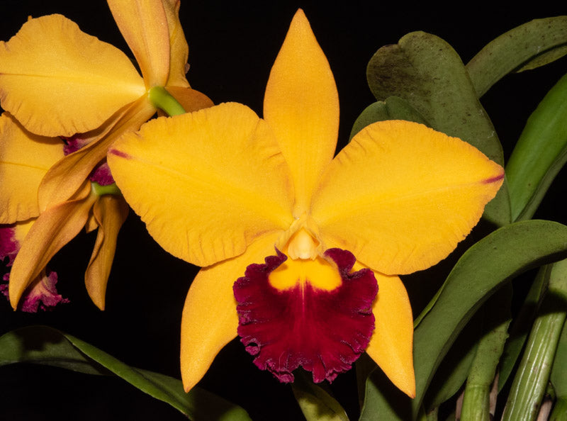 Rhyncattleanthe Hsinying Fancy Gold "Ching Hua"