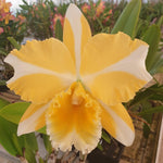 Carica l&#39;immagine nel visualizzatore Galleria, Rhyncattleanthe Nell Hammer
