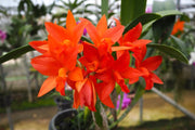 Rhyncattleanthe Shinfong Dawn 'Orange'