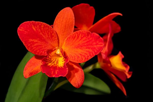 Rhyncattleanthe Shinfong Orange (Rth. Shinfong Little Sun × C. Wendy's Valentine)