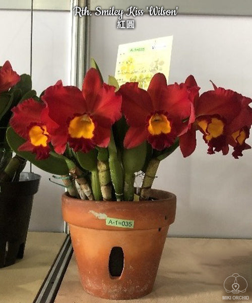 Rhyncattleanthe Smiley Kiss 'Wilson'