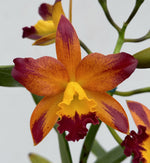 Carica l&#39;immagine nel visualizzatore Galleria, Cattlianthe Varut Startrack &#39;Golden Tiger&#39;
