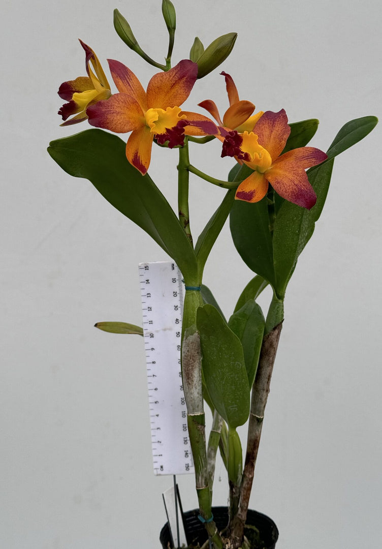 Cattlianthe Varut Startrack 'Golden Tiger'