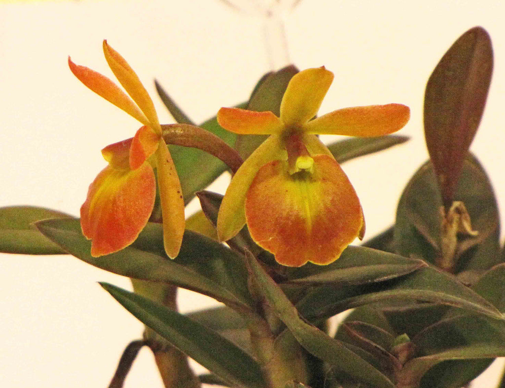 Rhyncattleanthe Young-Min Orange x Epidendrum porpax