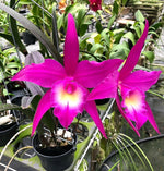 Carica l&#39;immagine nel visualizzatore Galleria, Rhynchobrassoleya TLDC Divine Phoenix &#39;Pterodactyl&#39; SM/WOC
