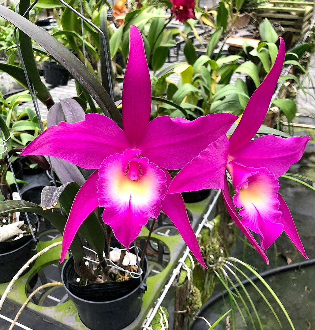 Rhynchobrassoleya TLDC Divine Phoenix 'Pterodactyl' SM/WOC