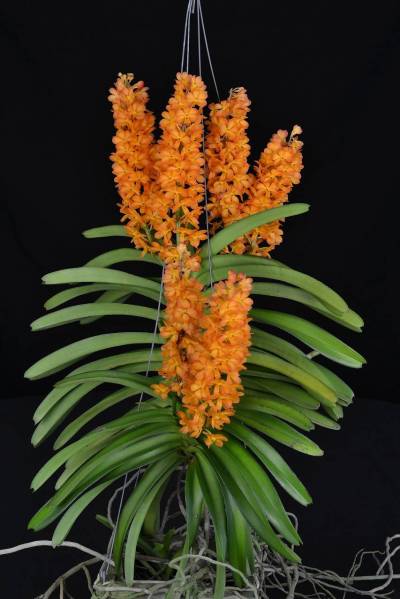 Rhynchocentrum Ladda Gold