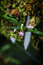 Load image into Gallery viewer, Rhynchogyna fallax
