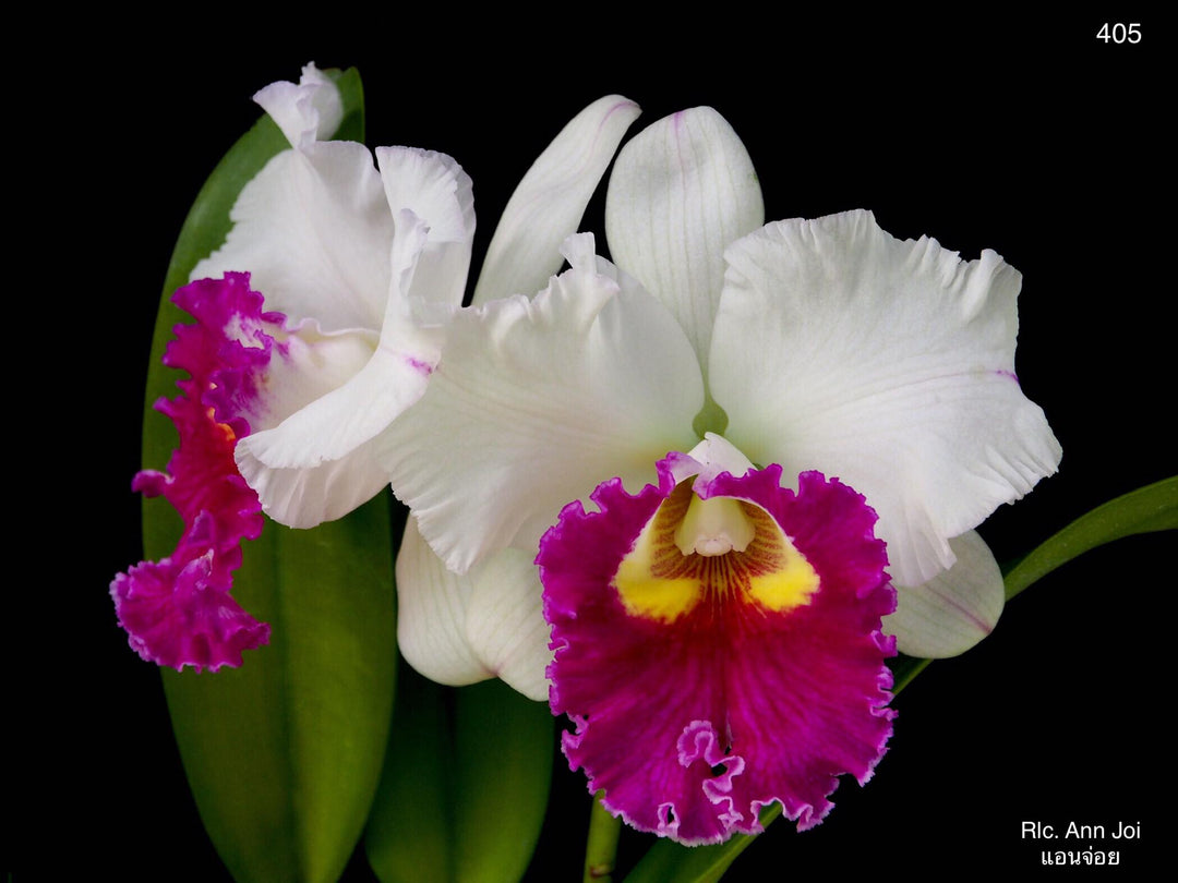 Rhyncholaeliocattleya Ann Joi