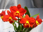 Rhyncholaeliocattleya Chief Jewel '元宵' (Rlc. Little Toshie × C. Precious Stones)