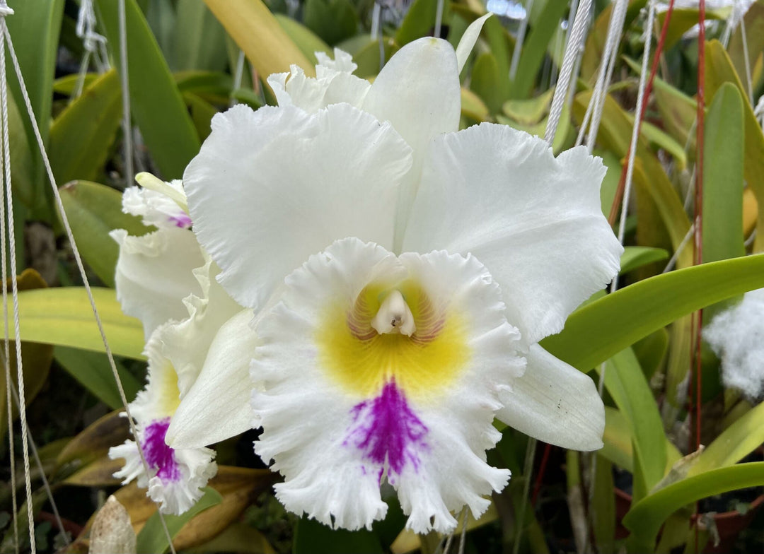 Rhyncholaeliocattleya Liou Hope 'Red in Snow'
