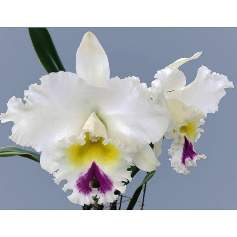 Rhyncholaeliocattleya Liou Hope 'Red in Snow'
