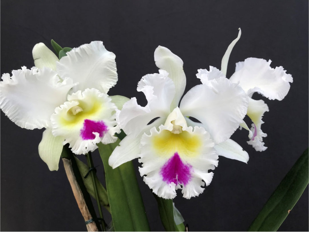 Rhyncholaeliocattleya Liou Hope 'Red in Snow'