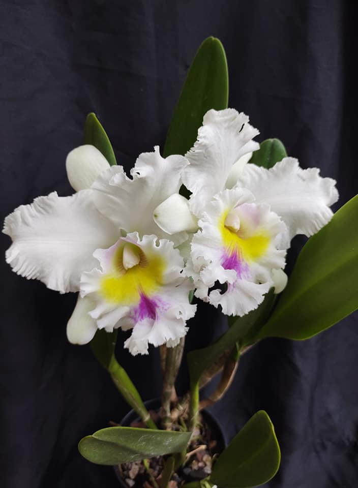 Rhyncholaeliocattleya Pastoral 'Innocence' AM/AOS (C. Mademoiselle Louise Pauwels × Rlc. Déesse)