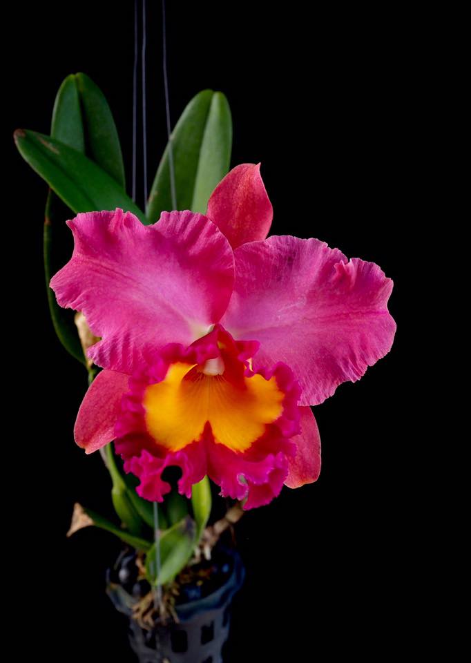 Rhyncholaeliocattleya Phet Wangnamkeaw