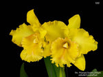 Carica l&#39;immagine nel visualizzatore Galleria, Rhyncholaeliocattleya Ploenpit Golden Delight
