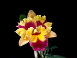 Carica l&#39;immagine nel visualizzatore Galleria, Rhyncholaeliocattleya Rungnapha Fancy &#39;Warm Welcome&#39;
