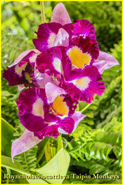 Rhyncholaeliocattleya Taipin Monkeys 'Bull Devil'