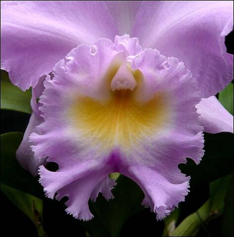 Rhyncholaeliocattleya Thalie (Rlc. Déesse × C. Odalisque)