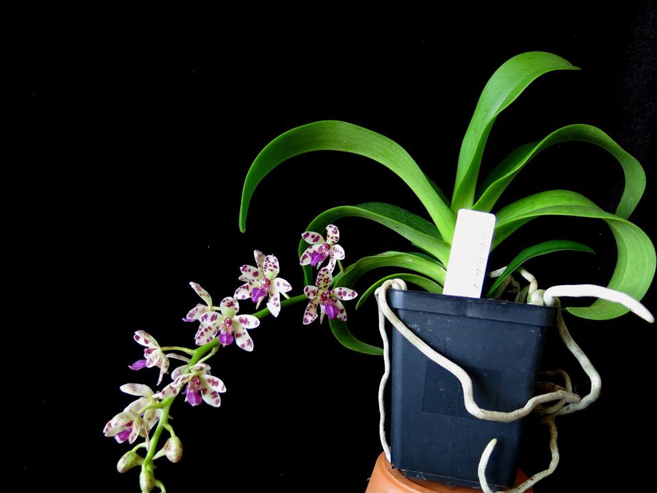 Rhynchonopsis Dragon Charmy (Phal. japonica x Rhy. gigantea)