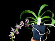 Rhynchonopsis Dragon Charmy (Phal. japonica x Rhy. gigantea)