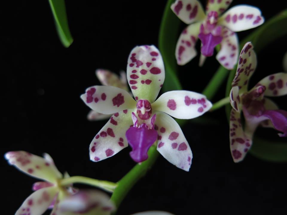 Rhynchonopsis Dragon Charmy (Phal. japonica x Rhy. gigantea)