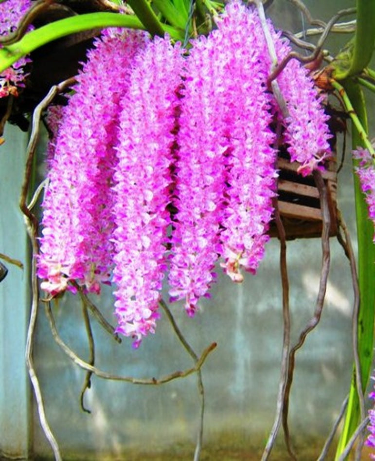 Rhynchorides Thai Gem (Rhy. Retusa x Aer. Rosea)