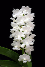 Load image into Gallery viewer, Rhynchostylis coelestis alba
